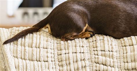 5 Dog Tail Injuries to Be Aware Of | Zoetis Petcare