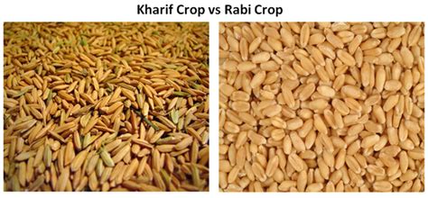 Kharif and Rabi Crops