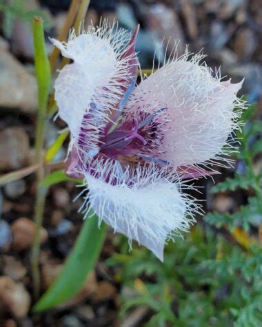 Flower That Looks Like a Cat [Here are 5 of Them!]