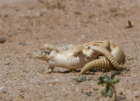 Meet the colour-changing, herbivorous spiny-tailed lizard