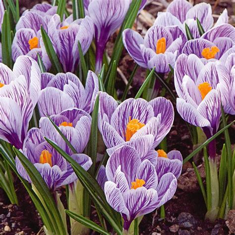 Crocus 'Pickwick' | Early spring flowers, Bulb flowers, White flower farm