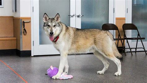 Animal shelter receives dozens of applications to adopt dog ‘Zeus’ — who may also be part wolf ...