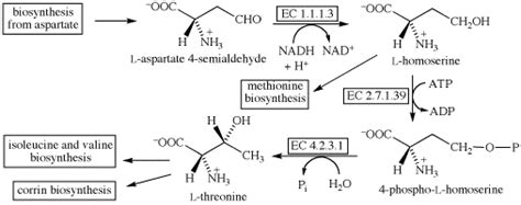 Threonine Biosynthesis