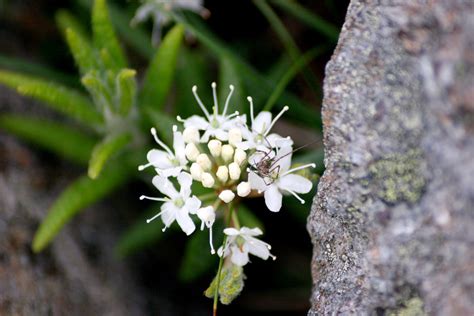 Labrador Tea is an Arctic wonder – Spiritual Botany