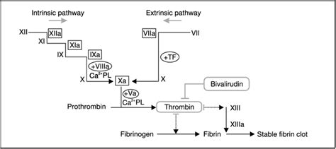 Target of bivalirudin in the coagulation cascade; V, VII, VIII, IX, X ...