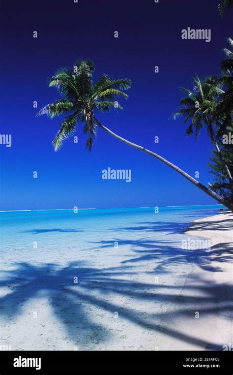 Coconut palm tree on the beach, Hawaii, USA Stock Photo - Alamy