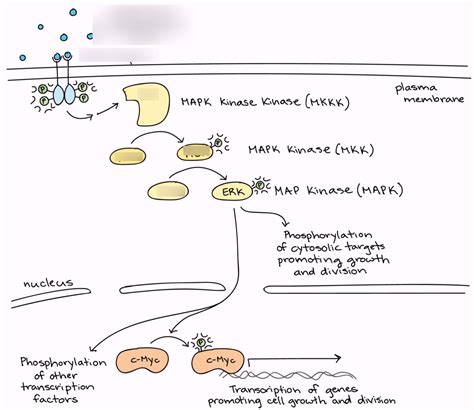 MAPK signaling cascade Diagram | Quizlet