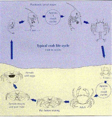 Marinet – Marine Conservation For The UK