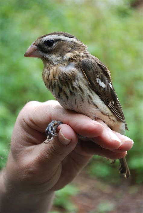 Minnesota Birdnerd: A Typical Spring Banding Session