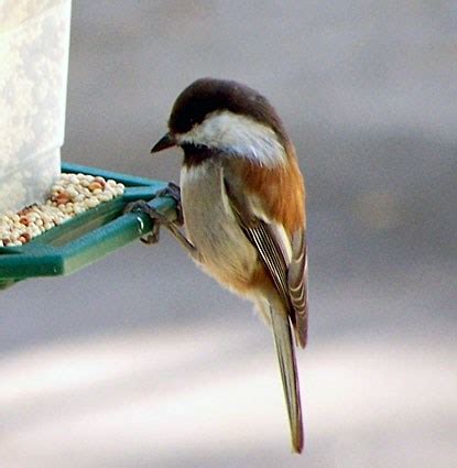 Mountain Chickadee, Identification, All About Birds - Cornell Lab of Ornithology