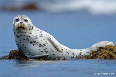 Holding Breath: Marine Mammals of the Pacific Coast - Hal Brindley Wildlife Photography