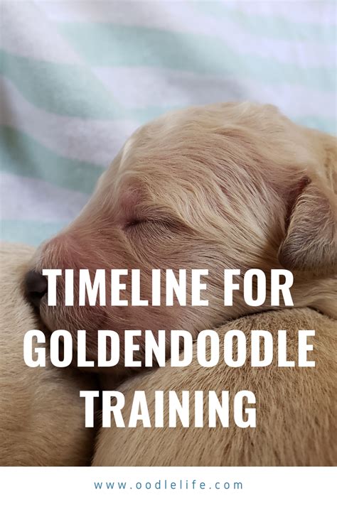 Goldendoodle training tips complete timeline for training a ...