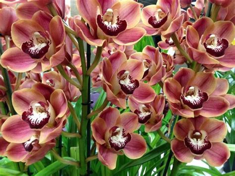 Quiet Corner:Growing Indoor Orchids - Quiet Corner