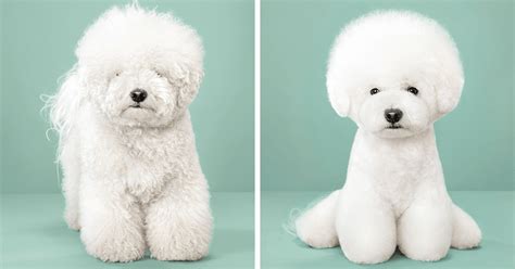 7 Cute Pictures Of Dogs Before And After Japanese Grooming