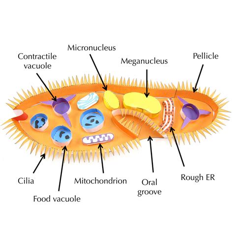 Paramecium – Origami Organelles