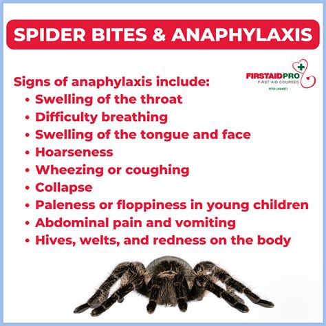 Spider bites - When to worry, Symptoms & First Aid