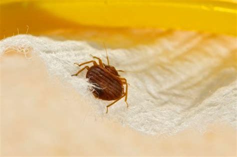 How to Get Rid of Bed Bugs Without an Exterminator