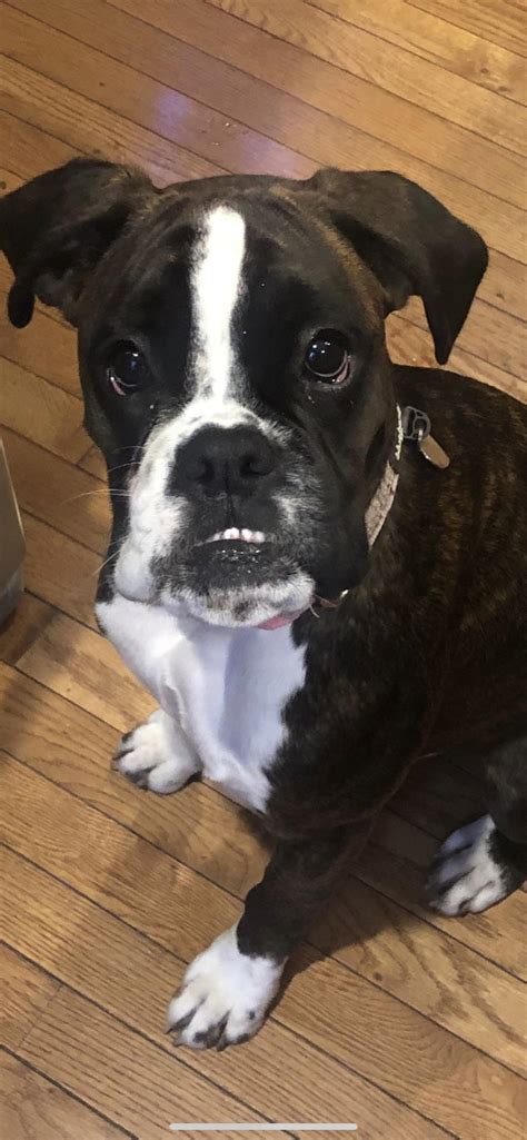 Teeth out, ready to party! : r/Boxer