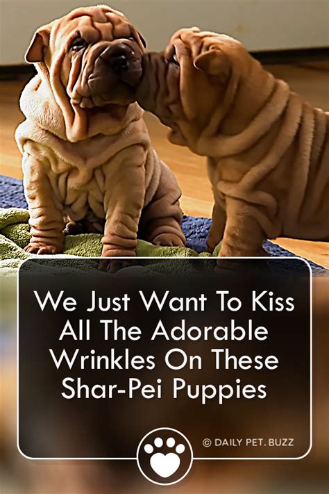 We Just Want To Kiss All The Adorable Wrinkles On These Shar-Pei ...