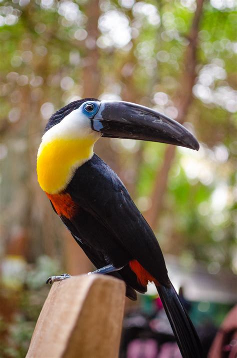 Channel-billed toucan | Mathias Appel | Flickr