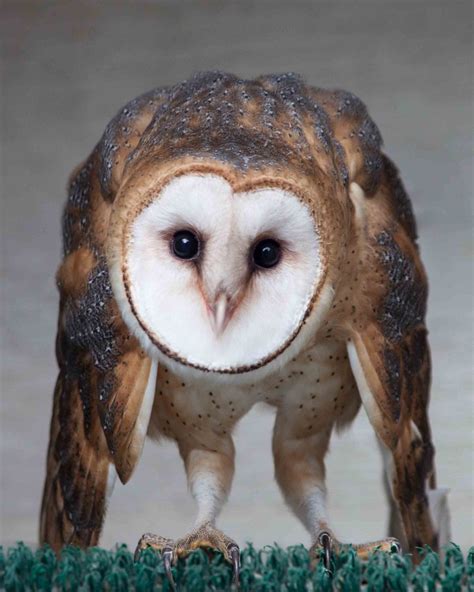 Barn Owl. Bird of Prey Photography by Liz Bergman | Owl photography, Wildlife photography birds ...