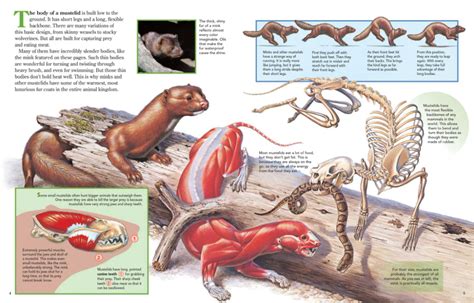 The Body of a Mustelid: Low to the Ground