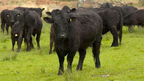 Video: Return of native beef breed benefits Welsh farm - Farmers Weekly