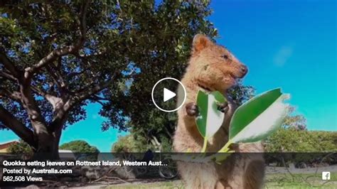 Quokka eating leaves on Rottnest Island, Western Australia - Australia One