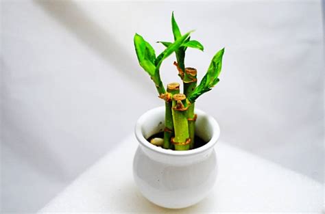 Indoor Cultivation of Chinese Bamboo : A Step by Step Guide to Grow Lucky Bamboo in Your House