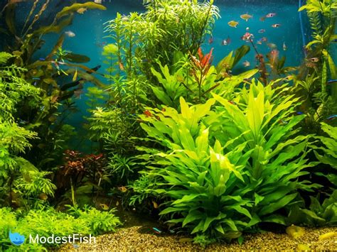 10 Best Aquarium Plant Fertilizer: Types & How to Choose (2021 Reviews)