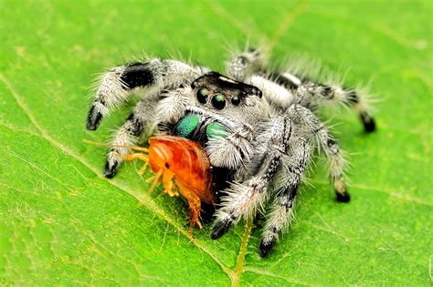 Regal Jumping Spider Bite