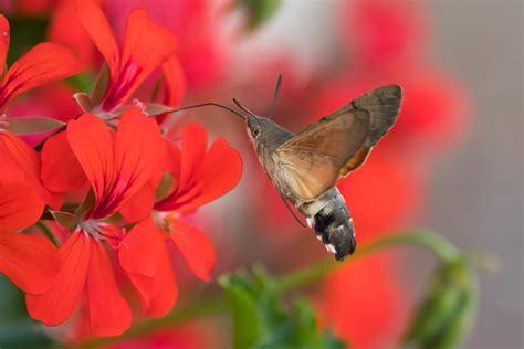 The confusingly enormous hummingbird hawk-moth that looks set to become a regular fixture in ...