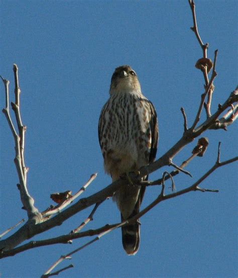 Sunday Malibu Lagoon Bird Walks February 26 | Malibu, CA Patch