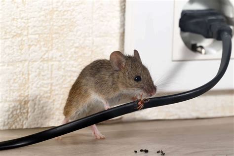 5 signs of a mouse infestation. - Metro Pest Control