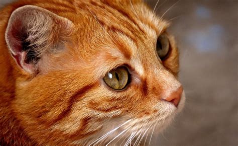 Cute Red Cat Pictures, Photos, and Images for Facebook, Tumblr ...