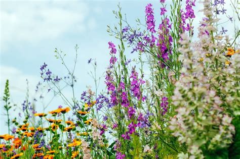 Premium Photo | Garden flowers close up. Screensaver, desktop wallpapers.