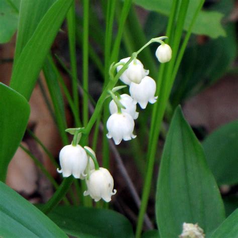 Lily of the Valley | Such a sweet and pretty find: American … | Flickr