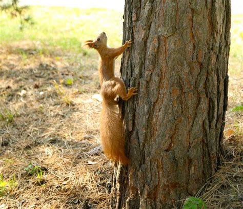 Premium Photo | Red squirrel in forest