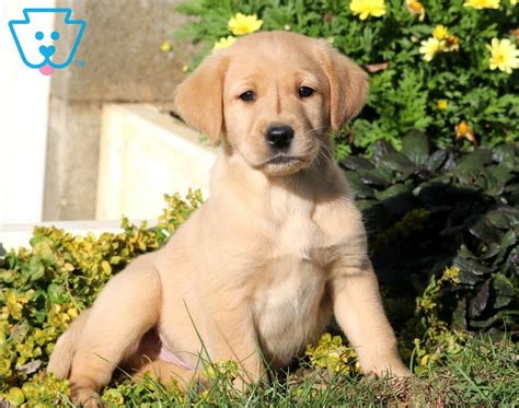 Rescue Lab Puppies Near Me - Photos All Recommendation