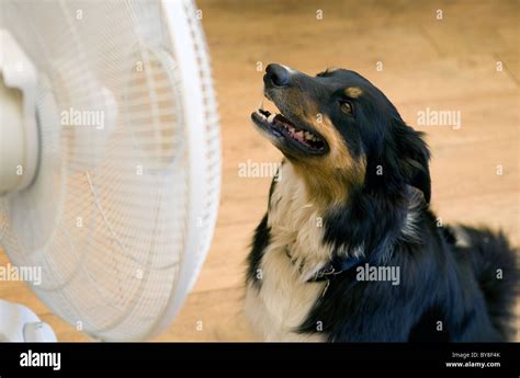 Border Collie Single adult dog cooling down with fan UK Stock Photo - Alamy