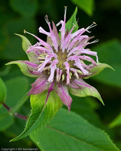 Wild bergamot AKA Bee Balm (Monarda fistulosa) | Trees to plant, Habitat garden, Edible flowers