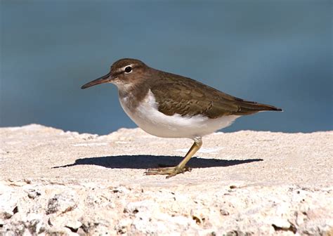 Spotted Sandpiper Plumage | ROLLING HARBOUR ABACO