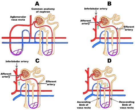 The pre-existing shunts and connections between renal vessels. (A ...