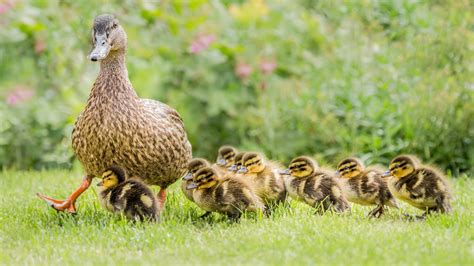 Download Wallpaper 1920x1080 Ducks, family, grass, ducklings Full HD Background