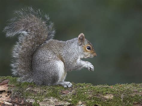 Grey Squirrel Population Control UK | Key Facts | Control Products