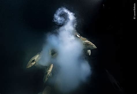 Wildlife Photographer of the Year 2021 winning images | Natural History ...