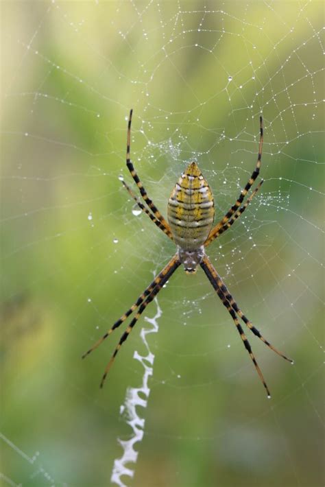 Banded Garden Spiders - Hudson Valley Farm Hub