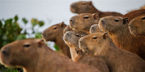 Capybara Attack