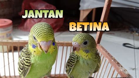 Perbedaan Burung Parkit Jantan Dan Betina