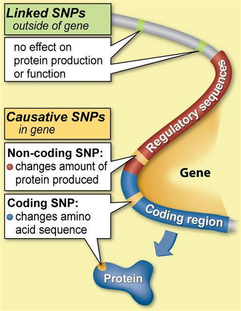 Making SNPs Make Sense